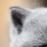 This is alternative text