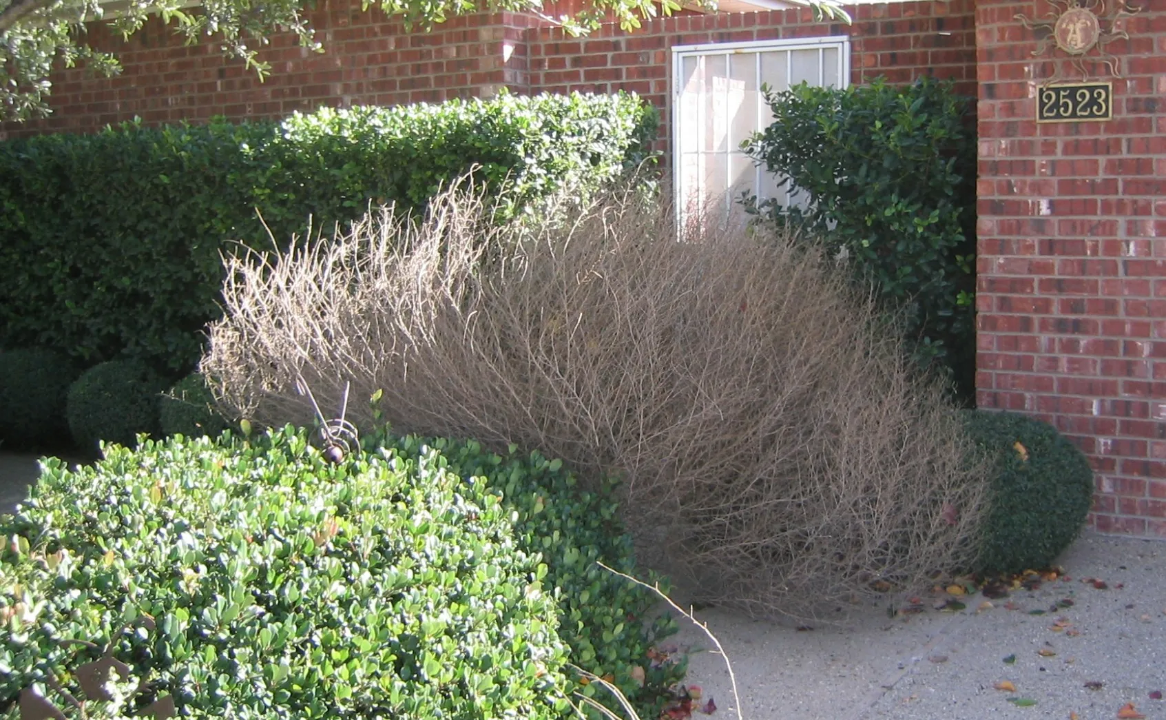 Tumbleweed