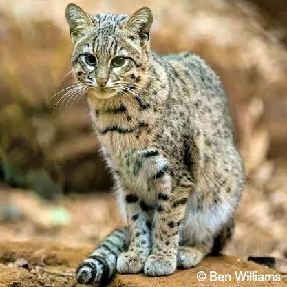 Alternative Text, Wild Cat 1