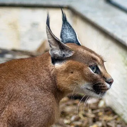Alt text wild cat 4