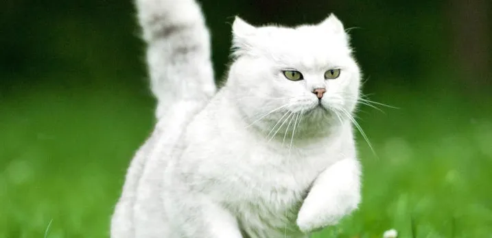 White cat running through grass