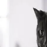 This is a photo of a cat.